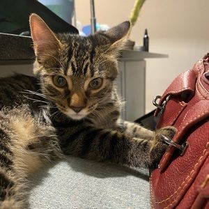 Meet your Posher, Cora